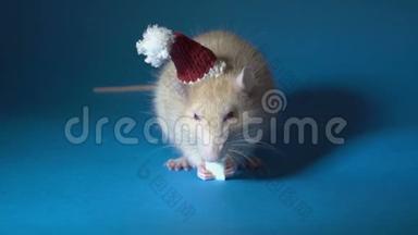 一只戴着红色圣诞老人帽子的白大鼠吃着蓝色背景的奶酪。 一只眼睛发红的白化老鼠。 极端接近